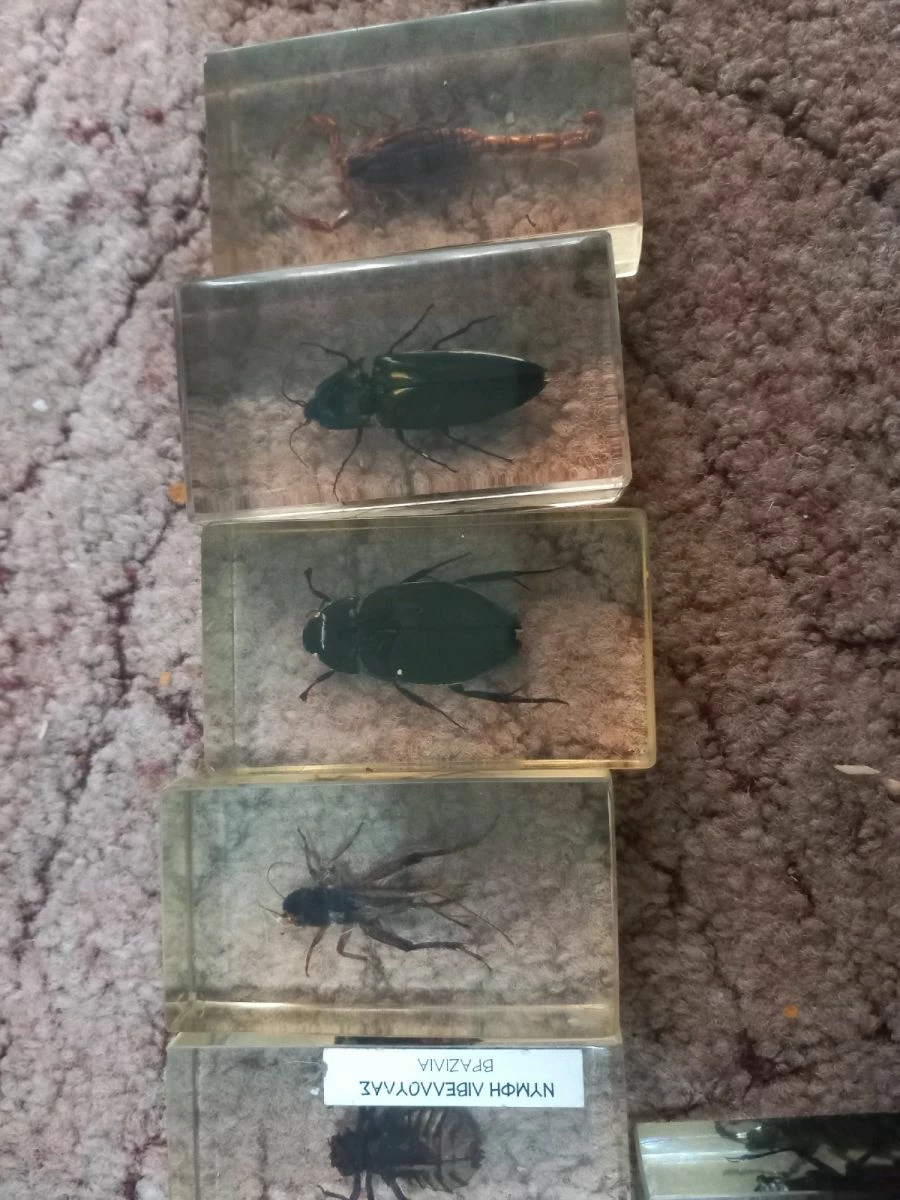 Vendora Silogi Apo Endoma Apo Olos Tis Xores Tou Kosmou 3 Vendora Silogi Apo Endoma Apo Olos Tis Xores Tou Kosmou