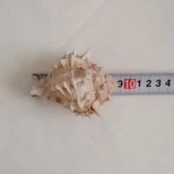 Vendora ΚΟΧΥΛΙΑ Marine Sea Decoration 9 Cm Conch Natural Ornaments Shell -vendora shop 977aed226ccc7a1fb4b2a873f412a2c7228fa716 xl