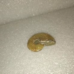 Vendora Απολιθωμα Πετρωμα Κοχυλι Μαδαγασκαρης -vendora shop 98b4ba627b714803ee849d278aa90a7e58df59c5 xl