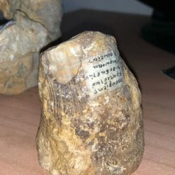 Vendora Ιππουριτης