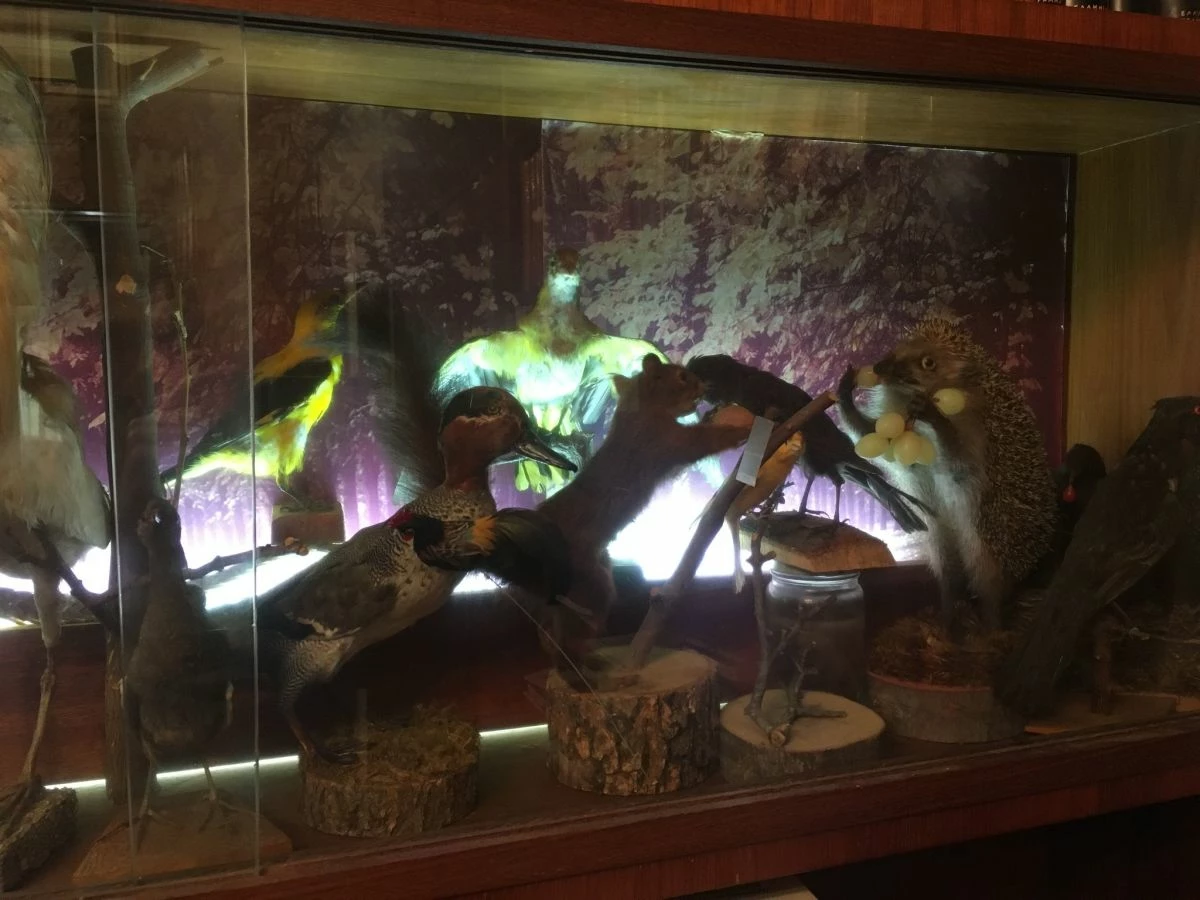 Vendora ΣΥΛΛΟΓΗ ΑΠΟ ΤΑΡΥΧΕΥΜΕΝΑ ΠΟΥΛΙΑ & ΜΙΚΡΟΖΩΑ 4 Vendora ΣΥΛΛΟΓΗ ΑΠΟ ΤΑΡΥΧΕΥΜΕΝΑ ΠΟΥΛΙΑ & ΜΙΚΡΟΖΩΑ - Image 2