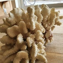 Vendora Μεγαλο φυσικο κοραλλι 5.1kg -vendora shop 9a52ca18a7695c4b736ae8b9bb6d6b7f2851040a xl