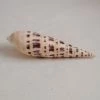 Vendora ΚΟΧΥΛΙΑ Natural Spiral Shell Craft Seashells 12cm -vendora shop 9b7644103e58b818b7bcd269122c0f601ccf10f6 xl