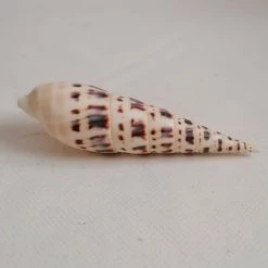 Vendora ΚΟΧΥΛΙΑ Natural Spiral Shell Craft Seashells 12cm