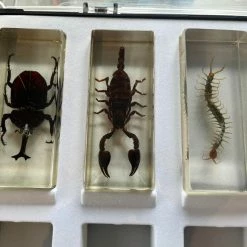 Vendora Deagostini Vintage Συλλογή Εντόμων