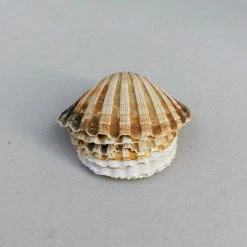 Vendora Κοχυλια. -vendora shop 9c357cc1748f618cedc663ab256fc656dec68837 xl