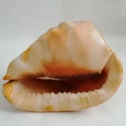 Vendora ΚΟΧΥΛΙΑ Natural Big Sea Shells Snail Wanbao Conch Helmet Shell -vendora shop 9dd7da987ce0be7638da590e2cd5556231979367 xl