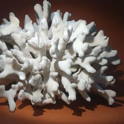 Vendora Φυσικό κοράλλι λευκό βάρος 1310gr. -vendora shop 9e158f5e0166bddb4abe9e3b3c5ec63bd498330b xl