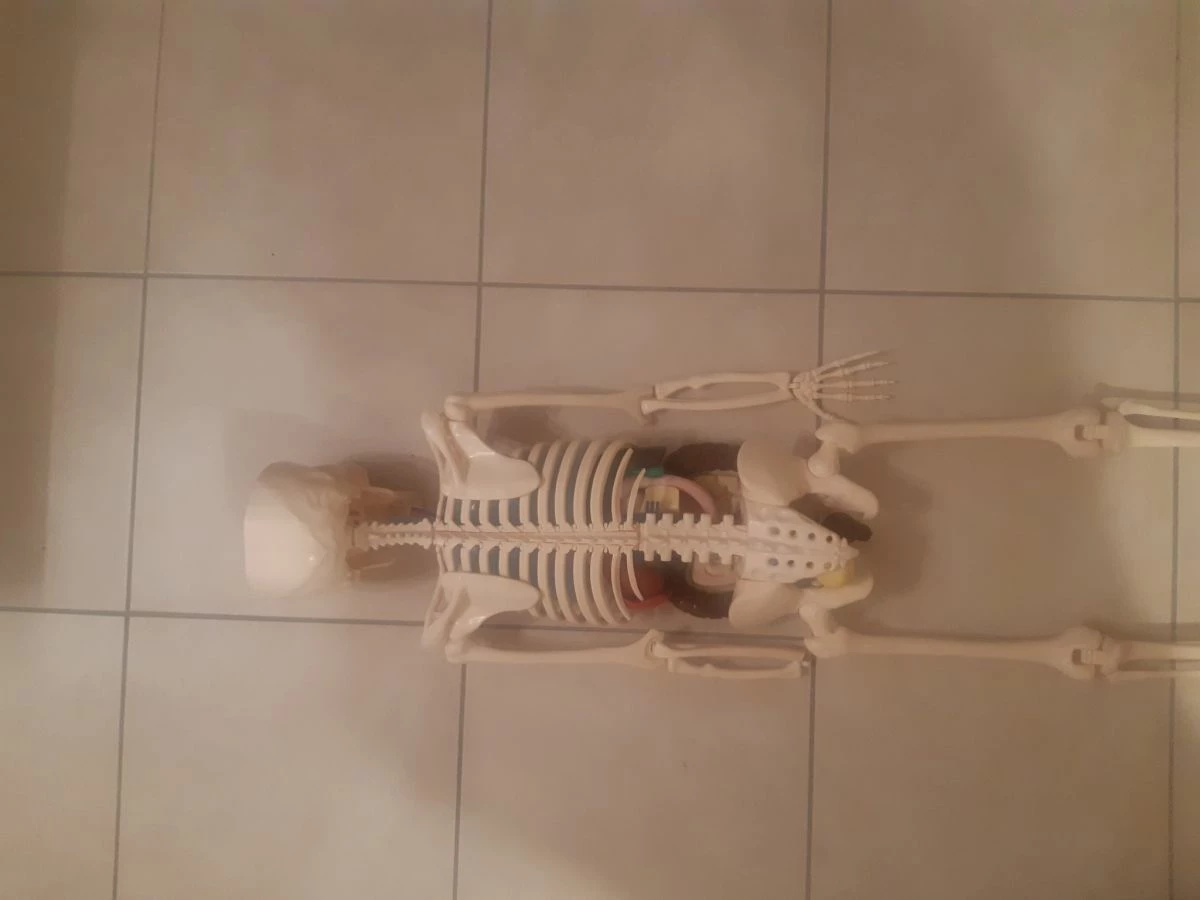 Vendora Πωλείται σκελετός " ανθρώπινο σώμα " 4 Vendora Πωλείται σκελετός " ανθρώπινο σώμα " - Image 2