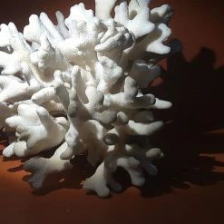 Vendora Φυσικό κοράλλι λευκό βάρος 1310gr. -vendora shop a1fe9f319e173acf43721de51301b8ce707c6bee xl