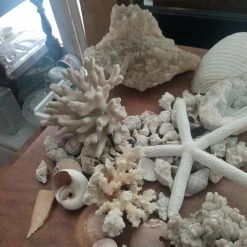 Vendora ΚΟΧΥΛΙΑ ΟΣΤΡΑΚΑ. ΠΕΤΡΩΜΑΤΑ η τιμή είναι για ολα 16 Vendora ΚΟΧΥΛΙΑ ΟΣΤΡΑΚΑ. ΠΕΤΡΩΜΑΤΑ η τιμή είναι για ολα -vendora shop a2088924d4a11aaad9b81ad2b98d0b131033a0bf xl