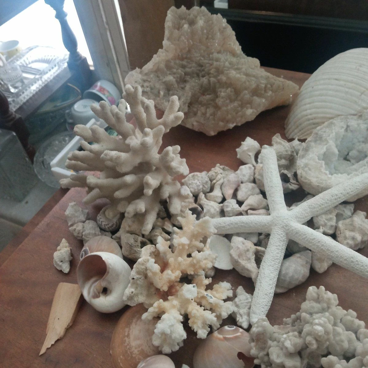 Vendora ΚΟΧΥΛΙΑ ΟΣΤΡΑΚΑ. ΠΕΤΡΩΜΑΤΑ η τιμή είναι για ολα 6 Vendora ΚΟΧΥΛΙΑ ΟΣΤΡΑΚΑ. ΠΕΤΡΩΜΑΤΑ η τιμή είναι για ολα - Image 4