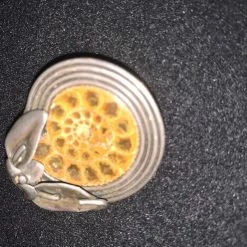 Vendora Απολιθωμένο σαλιγγάρι