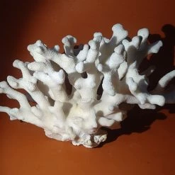 Vendora Φυσικό κοράλλι λευκό 970gr -vendora shop a270a3bbde64543994e3b3deaf1041daec61faf7 xl