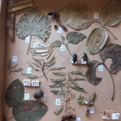 Vendora Εντομοπαθολόγιο -vendora shop a2b3bafb02e5071708712a1cf0c54d2b5fbd3976 xl