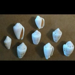 Vendora 2 ΚΙΛΑ ΦΥΣΙΚΑ ΚΟΧΥΛΙΑ