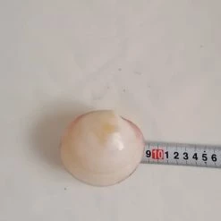 Vendora ΚΟΧΥΛΙΑ Collectible Seashell Sealed Clam Shell 8,5cm -vendora shop a33c2ad68cb5787691d58a38405ec2f694bc3143 xl