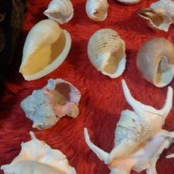 Vendora ΔΙΑΦΟΡΑ ΚΟΧΥΛΙΑ ΓΙΑ ΔΙΑΚΟΣΜΗΣΗ -vendora shop a41573c7f921fd52a9a65bbfbe439c75f70d8a40 xl