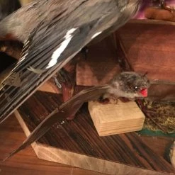 Vendora ΣΥΛΛΟΓΗ ΑΠΟ ΤΑΡΥΧΕΥΜΕΝΑ ΠΟΥΛΙΑ & ΜΙΚΡΟΖΩΑ 25 Vendora ΣΥΛΛΟΓΗ ΑΠΟ ΤΑΡΥΧΕΥΜΕΝΑ ΠΟΥΛΙΑ & ΜΙΚΡΟΖΩΑ -vendora shop a469116f06fd18d41341250d7b0431a02372d38c xl