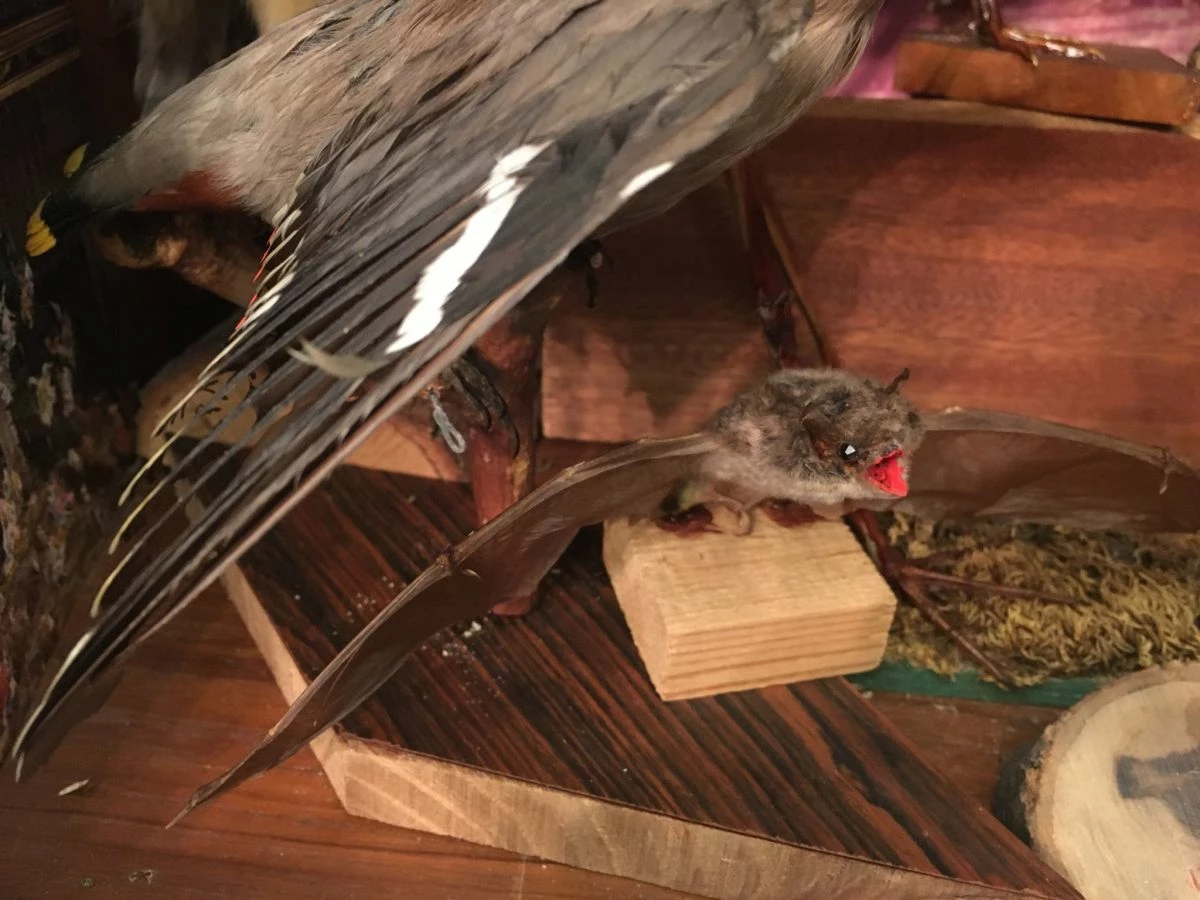 Vendora ΣΥΛΛΟΓΗ ΑΠΟ ΤΑΡΥΧΕΥΜΕΝΑ ΠΟΥΛΙΑ & ΜΙΚΡΟΖΩΑ 14 Vendora ΣΥΛΛΟΓΗ ΑΠΟ ΤΑΡΥΧΕΥΜΕΝΑ ΠΟΥΛΙΑ & ΜΙΚΡΟΖΩΑ - Image 12