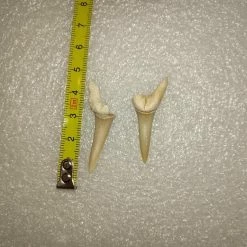 Vendora Φυσικα Δοντια Καρχαρια -vendora shop a53494b09053c183e4700209c91dd4f0bf2bf2ca xl