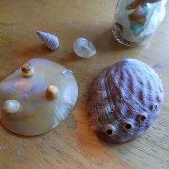 Vendora κοχυλια και διακοσμητικα θαλασσινα 12 Vendora κοχυλια και διακοσμητικα θαλασσινα -vendora shop a6e12b03f263e9940765eaee94eb39fffeffe327 xl