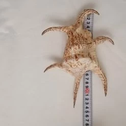 Vendora ΚΟΧΥΛΙΑ Natural Large Conch Shells 24 Cm Natural Water Conch Shells Hexagonal -vendora shop a6f07d126b98193b09041c49a8b4b79af919efd5 xl