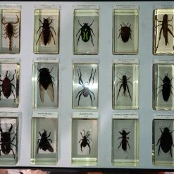 Vendora Συλλογή εντόμων DeAgostini 2