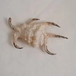 Vendora ΚΟΧΥΛΙΑ Natural Conch Shells 14,5 Cm Natural Water Conch Shells Hexagonal -vendora shop a89122b5ddf0423dc72b50c24d947855917743d5 xl