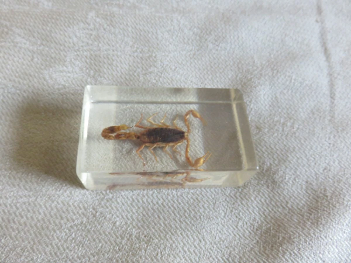 Vendora Εντομα DeAgostini - Σκορπιος 4 Vendora Εντομα DeAgostini - Σκορπιος - Image 2