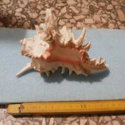 Vendora Οστρακο -vendora shop aac79f4ad50467aea4463d642fd26ca6078d96fd xl