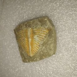 Vendora Φυσικο Απολιθωμα Ασπονδυλο Τριλοβιτης -vendora shop ab1abde4ad04f51a145663678aea29fee00eebe6 xl