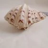 Vendora ΚΟΧΥΛΙΑ Marine Sea Decor 18cm Giant Clam Tridacna Big Conch Natural Craft Ornaments -vendora shop ac3639faa1eabad18b0f172b70fa32ad2dd79c1f xl