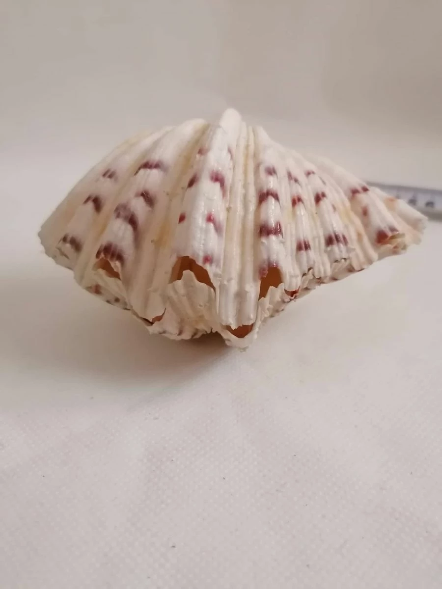 Vendora ΚΟΧΥΛΙΑ Marine Sea Decor 18cm Giant Clam Tridacna Big Conch Natural Craft Ornaments 3 Vendora ΚΟΧΥΛΙΑ Marine Sea Decor 18cm Giant Clam Tridacna Big Conch Natural Craft Ornaments