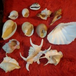 Vendora ΔΙΑΦΟΡΑ ΚΟΧΥΛΙΑ ΓΙΑ ΔΙΑΚΟΣΜΗΣΗ -vendora shop ae4756c9d933de4034de8da25c439df21c0dce6a xl