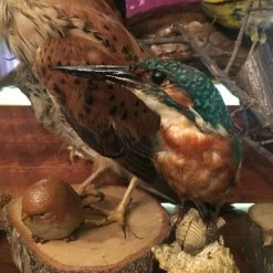 Vendora ΣΥΛΛΟΓΗ ΑΠΟ ΤΑΡΥΧΕΥΜΕΝΑ ΠΟΥΛΙΑ & ΜΙΚΡΟΖΩΑ 18 Vendora ΣΥΛΛΟΓΗ ΑΠΟ ΤΑΡΥΧΕΥΜΕΝΑ ΠΟΥΛΙΑ & ΜΙΚΡΟΖΩΑ -vendora shop b01888ea24a745af1935e87b2a7e8970a978050f xl