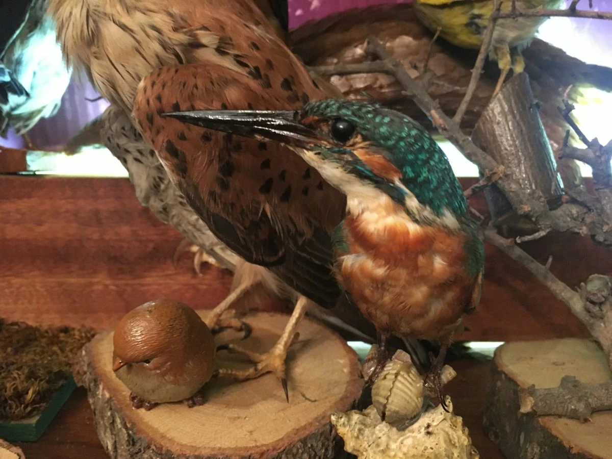 Vendora ΣΥΛΛΟΓΗ ΑΠΟ ΤΑΡΥΧΕΥΜΕΝΑ ΠΟΥΛΙΑ & ΜΙΚΡΟΖΩΑ 7 Vendora ΣΥΛΛΟΓΗ ΑΠΟ ΤΑΡΥΧΕΥΜΕΝΑ ΠΟΥΛΙΑ & ΜΙΚΡΟΖΩΑ - Image 5