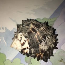 Vendora Κοχύλι θαλασσης -vendora shop b12d341abfb5efccf353c1be189f80da8cecc888 xl