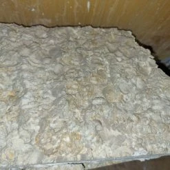 Vendora Μοναδικοί παλαιοντολογικοί λίθοι 250 εκατομμυρίων ετών με απολιθώματα κοχυλιών -vendora shop b137405c5ec11dc2d2a8a304353835af762b93d3 xl