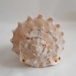 Vendora ΚΟΧΥΛΙΑ Natural Big Sea Shells Snail Wanbao Conch Helmet Shell 15 Vendora ΚΟΧΥΛΙΑ Natural Big Sea Shells Snail Wanbao Conch Helmet Shell -vendora shop b1593a77a2156b2959d9222eabb933b9f83699eb xl