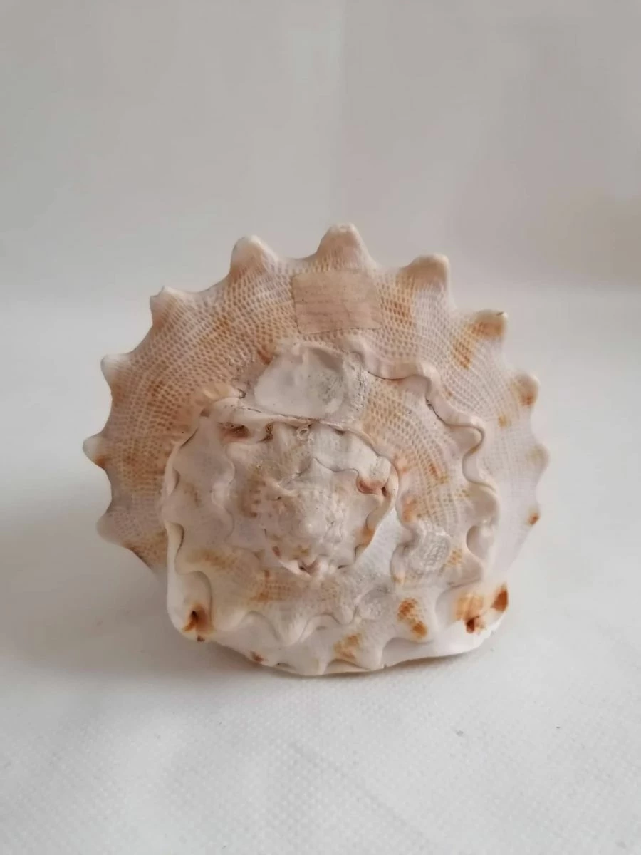 Vendora ΚΟΧΥΛΙΑ Natural Big Sea Shells Snail Wanbao Conch Helmet Shell 9 Vendora ΚΟΧΥΛΙΑ Natural Big Sea Shells Snail Wanbao Conch Helmet Shell - Image 7