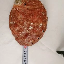 Vendora ΚΟΧΥΛΙΑ Large Abalone Shell Pacific Mother Of Pearls - Rare Find Coral Peach Color -vendora shop b16347da26143f34179fc05202502218d497f284 xl