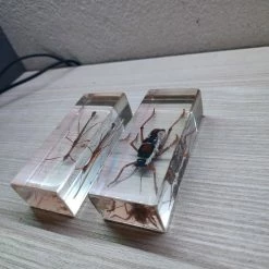 Vendora Συλλογή Σπάνιων ειδών εντόμων -vendora shop b2378f8ecf265886b0ed50fda6b8384e162f2316 xl