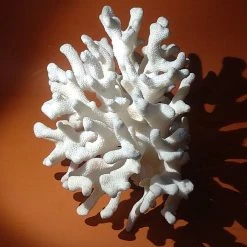 Vendora Φυσικό κοράλλι λευκό 970gr -vendora shop b267cb171a3e725441e5df8e6ca735239ffd240a xl