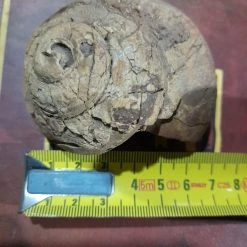 Vendora Απολιθωμενο οστρακο -vendora shop b2dfe432f386d948d1e202f4fd869c6da758bd8a xl