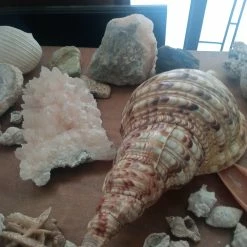 Vendora ΚΟΧΥΛΙΑ ΟΣΤΡΑΚΑ. ΠΕΤΡΩΜΑΤΑ η τιμή είναι για ολα 17 Vendora ΚΟΧΥΛΙΑ ΟΣΤΡΑΚΑ. ΠΕΤΡΩΜΑΤΑ η τιμή είναι για ολα -vendora shop b4ba50cea6605d56ebab1c301ec4dd54dd22c252 xl