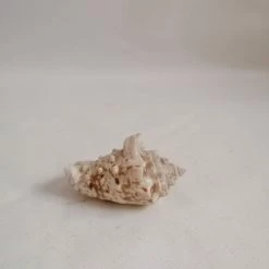 Vendora ΚΟΧΥΛΙΑ Natural Conch Shell Dragon Head Snail 8cm 10 Vendora ΚΟΧΥΛΙΑ Natural Conch Shell Dragon Head Snail 8cm -vendora shop b69aa8d9344575a08cf16daaaff9b3df505c1327 xl