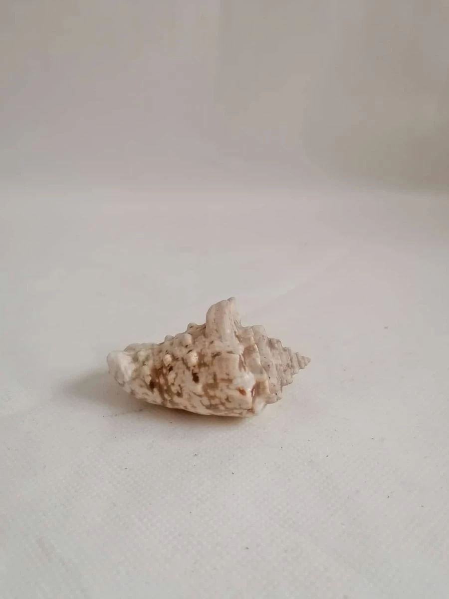 Vendora ΚΟΧΥΛΙΑ Natural Conch Shell Dragon Head Snail 8cm 6 Vendora ΚΟΧΥΛΙΑ Natural Conch Shell Dragon Head Snail 8cm - Image 4