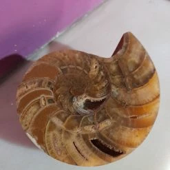 Vendora Απολιθωμα ΑΜΜΩΝΙΤΗΣ