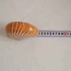 Vendora ΚΟΧΥΛΙΑ Sea Shell Fossil Snail Orange White 11cm 9 Vendora ΚΟΧΥΛΙΑ Sea Shell Fossil Snail Orange White 11cm -vendora shop b7ac7c9e347d344ea41f3cd37ec431672549930d xl